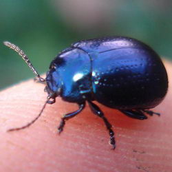 Chrysolina geminata Chrysolina geminata